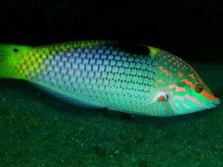 Halichoeres Hornulatus
